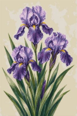 Violet Irises