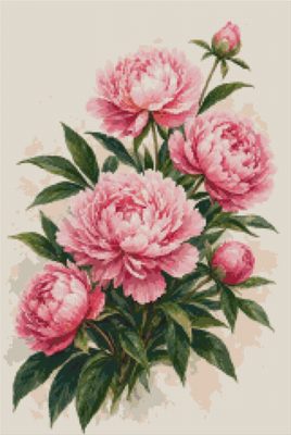 Pink Peonies with Buds