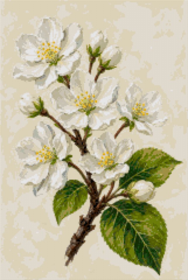 Apple Blossom