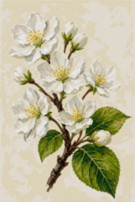 Apple Blossom