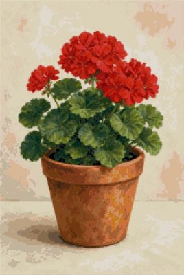 Geraniums in a Pot