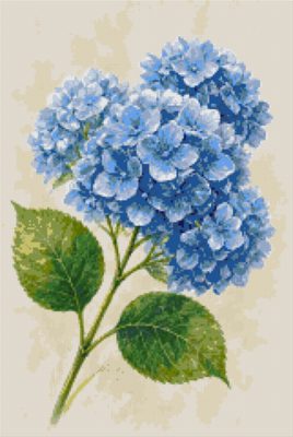 Blue Hydrangeas