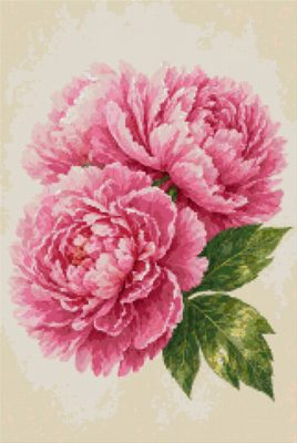 Pink Peonies Close Up