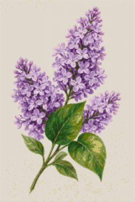 Lilac