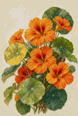 Nasturtiums