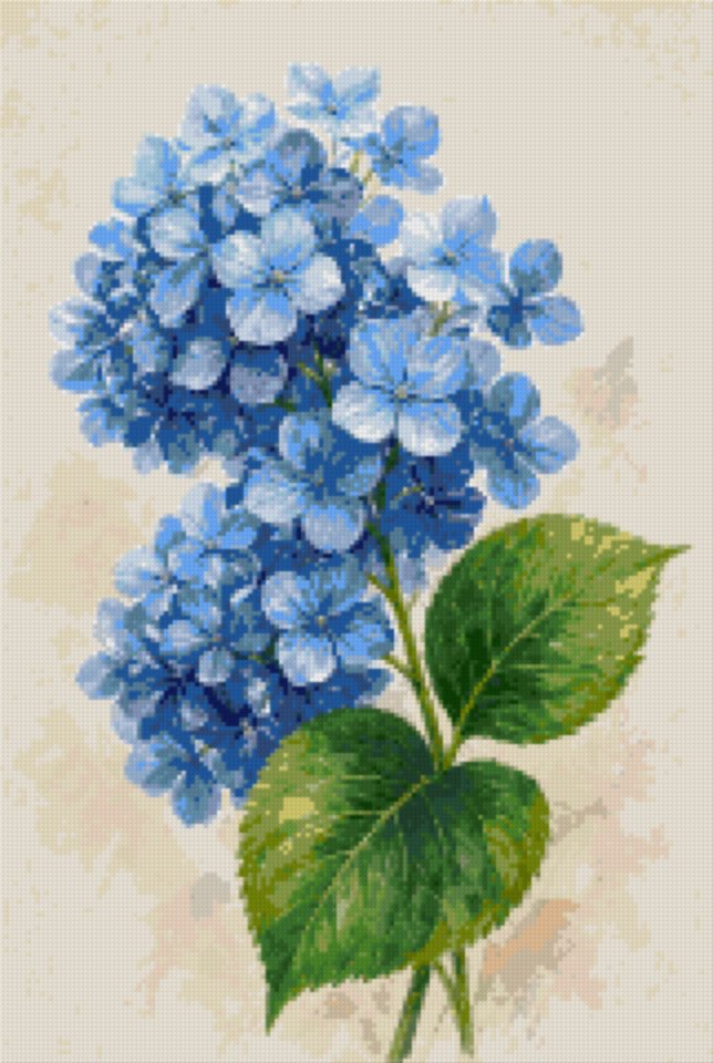 A Blue Hydrangea Study