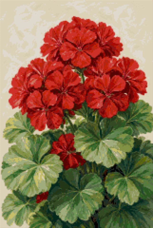 A Study of Red Geraniums
