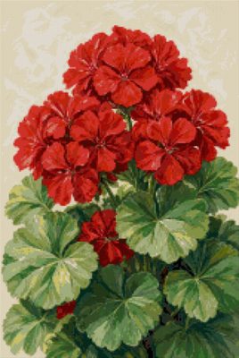 A Study of Red Geraniums