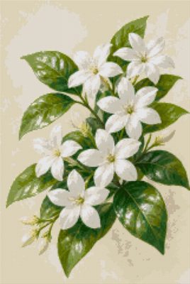 Jasmine in Flower