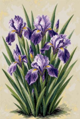 A Study of Violet Irises