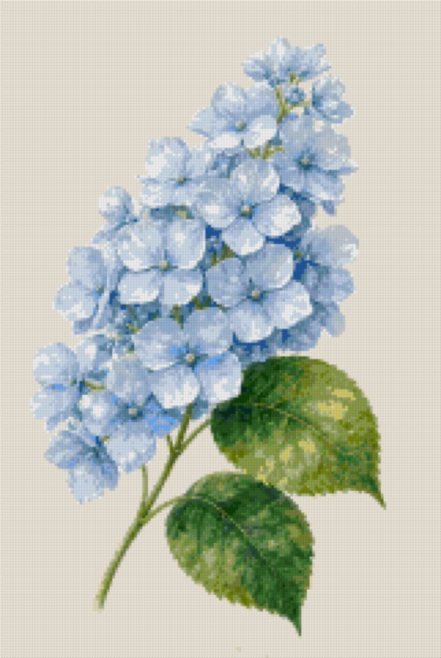 A Pale Blue Hydrangea