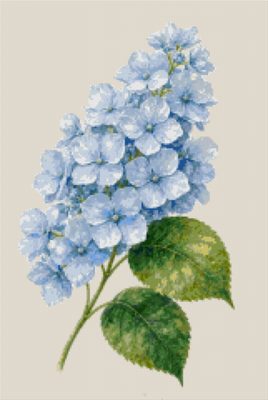 A Pale Blue Hydrangea