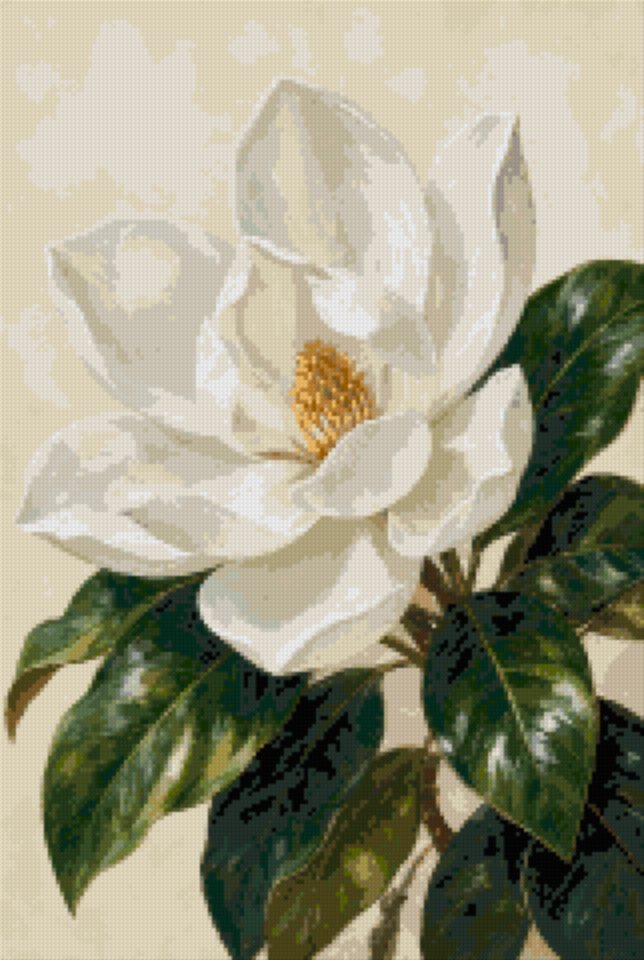 A White Magnolia