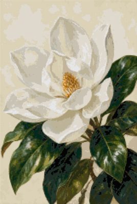 A White Magnolia