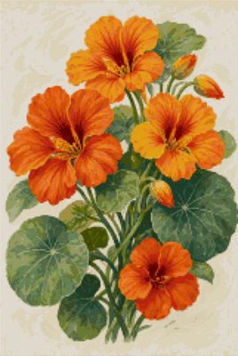 Orange Nasturtiums