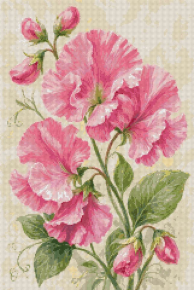 Sweet Peas