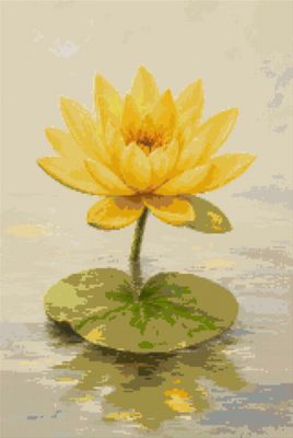 A Yellow Water Lily
