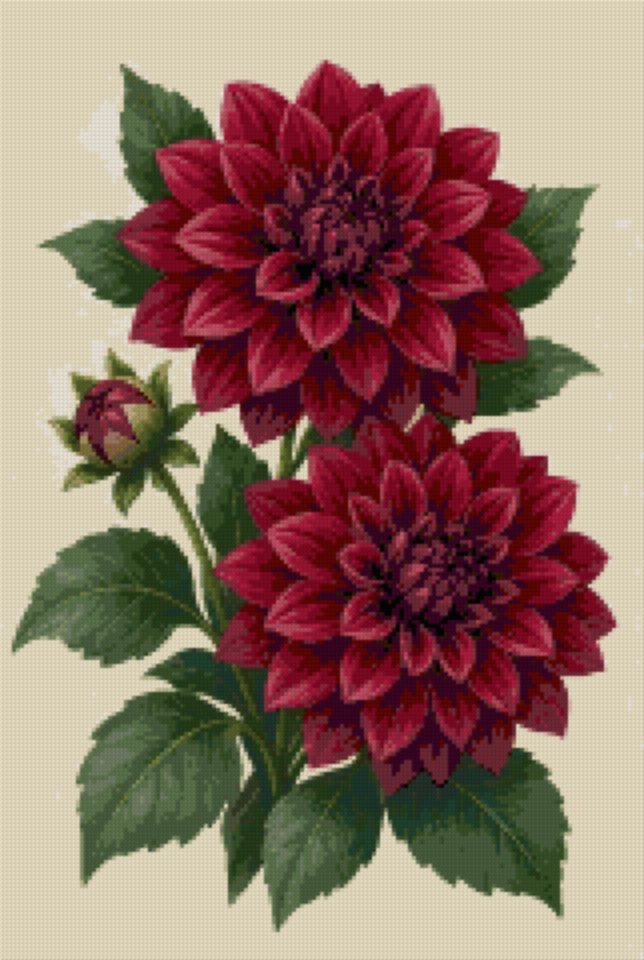 Burgundy Dahlias