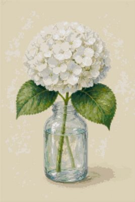 A White Hydrangea