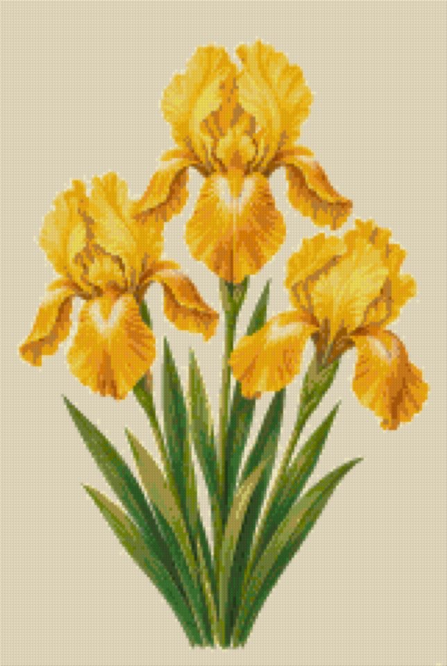 Iris galben