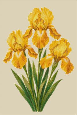 A Yellow Iris