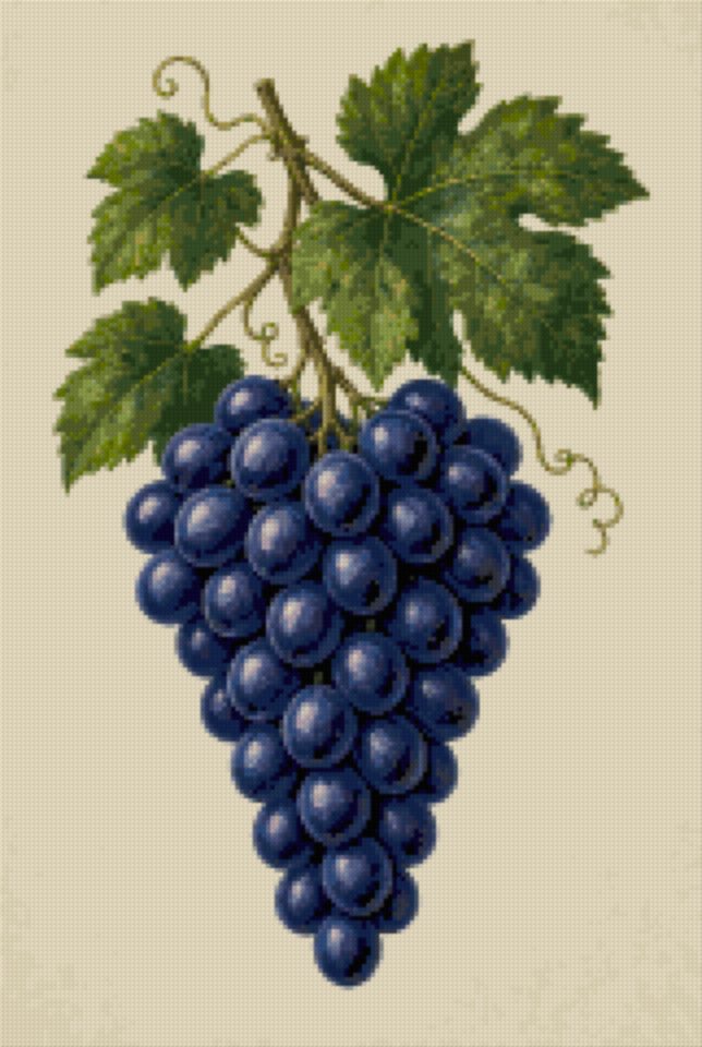 Blue Grapes