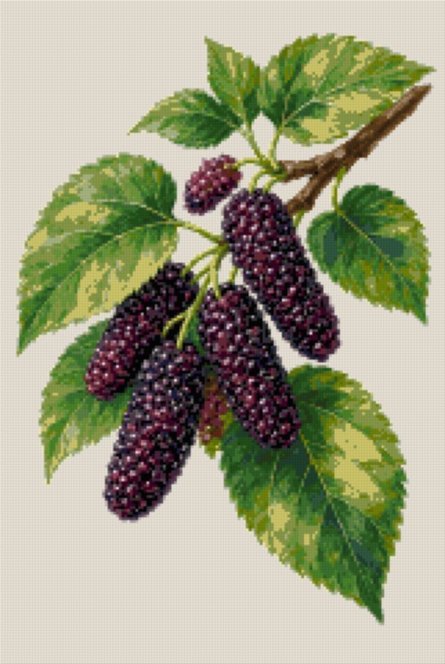 Mulberries on the Branch