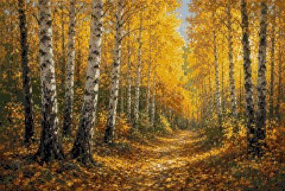 A Birch Wood