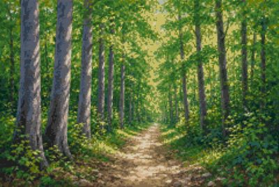 An Avenue of Beeches in Summer
