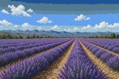 A Lavender Field