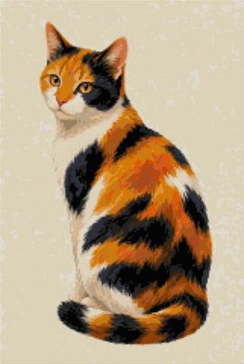 A Calico Cat