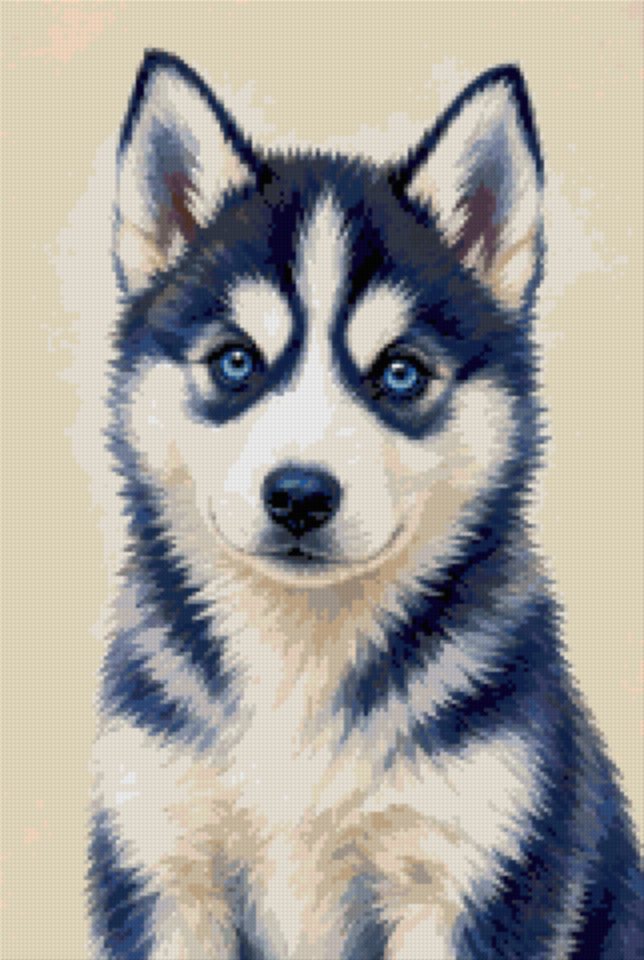 A Husky Puppy