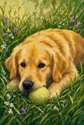 A Golden Retriever with a Ball