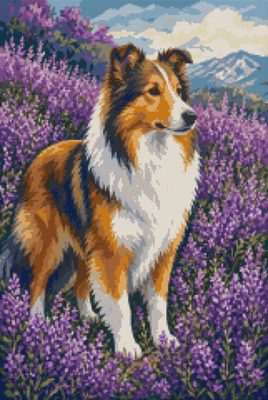 A Collie in the Lavender