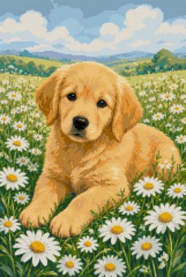 A Retriever Puppy among the Daisies