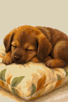 A Puppy on a Cushion
