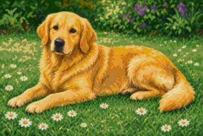 A Golden Retriever on the Grass